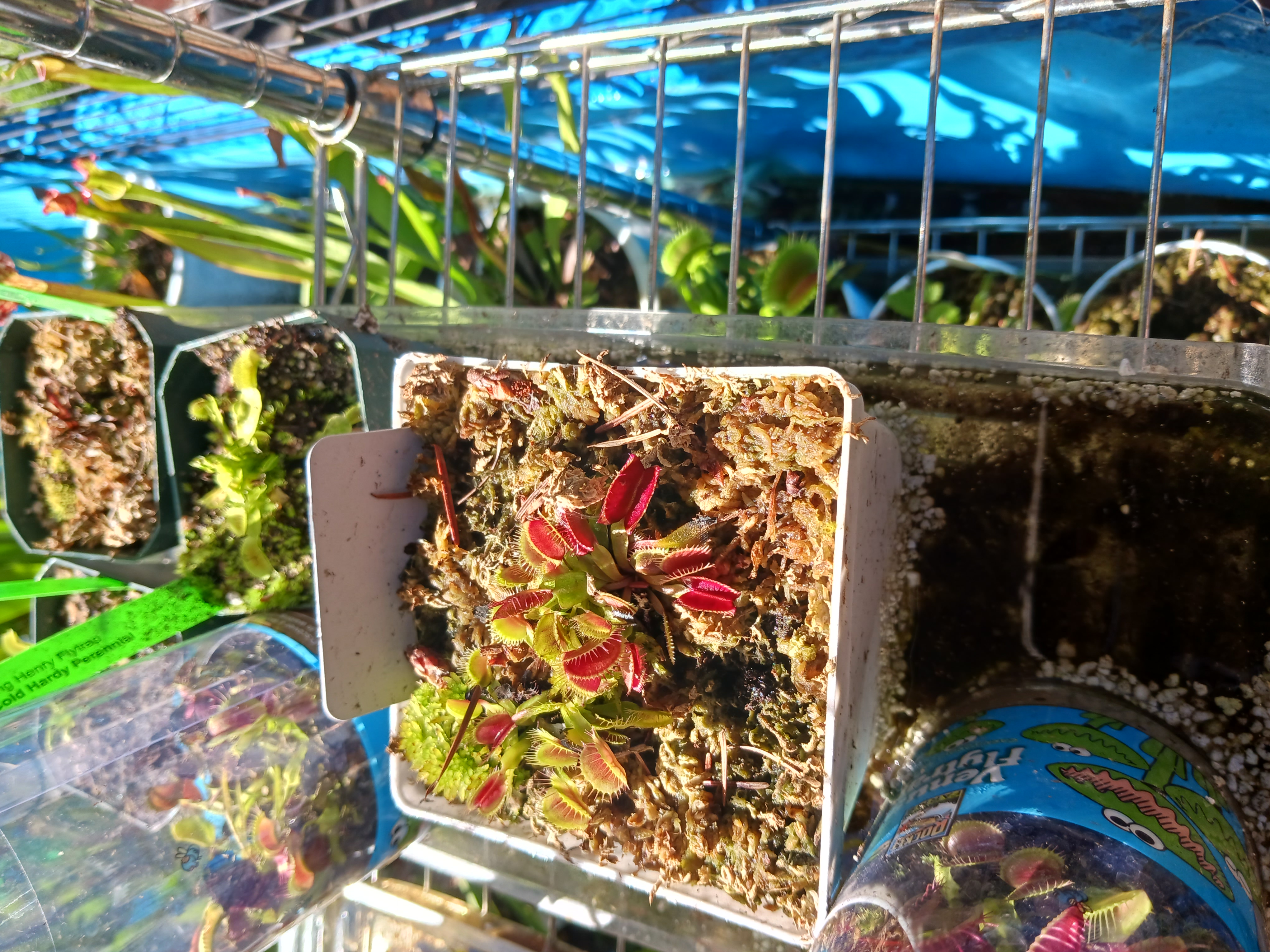Venus Flytrap - Photo 2