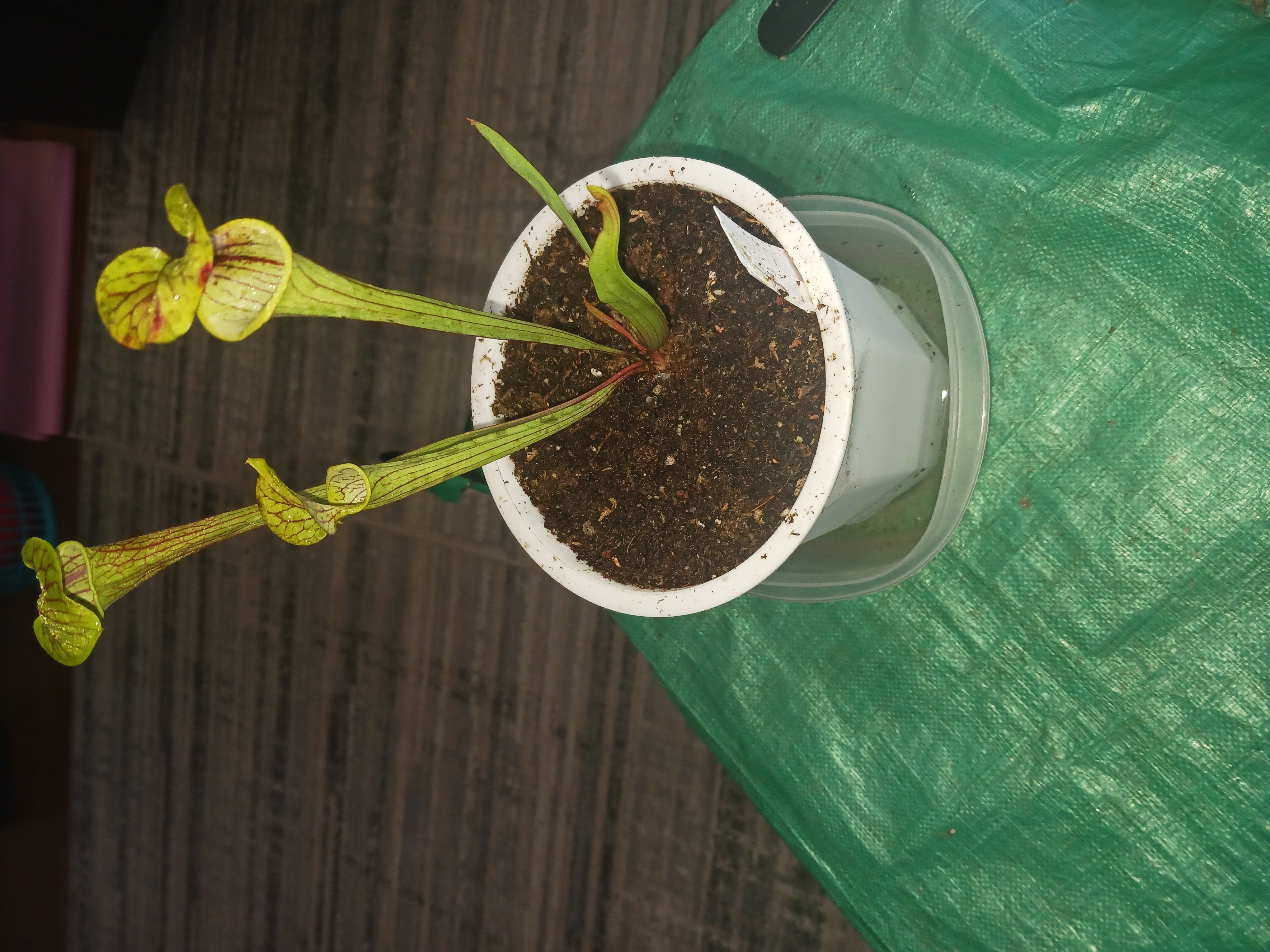 Venus Flytrap - Photo 1