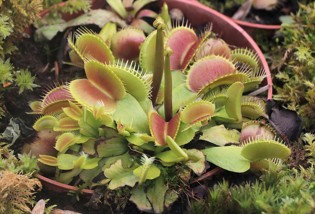 Healthy Venus Flytrap with open traps