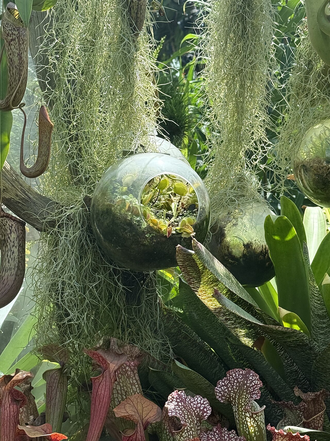 Mixed collection of carnivorous plants