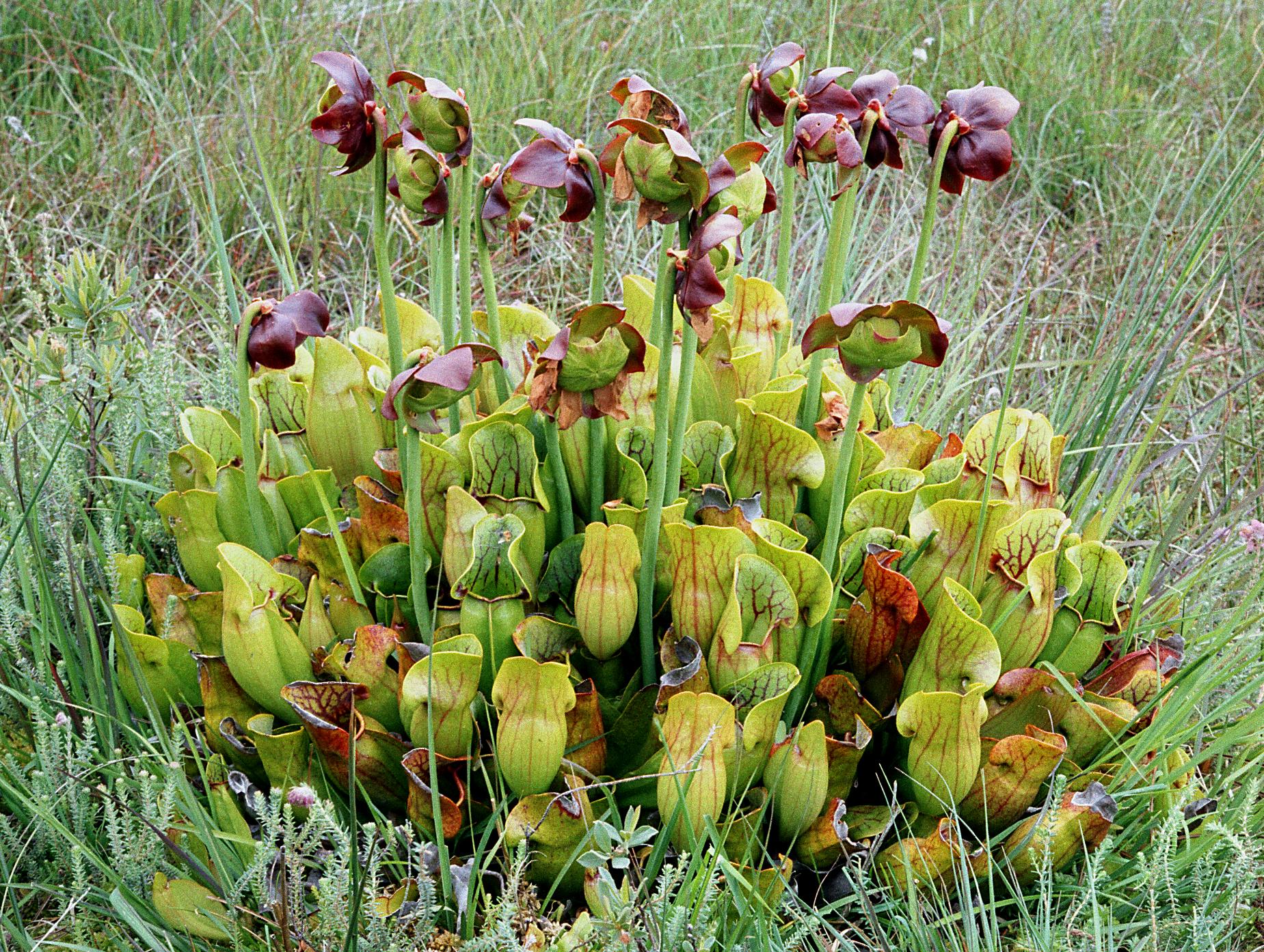 Sarracenia pitcher plant