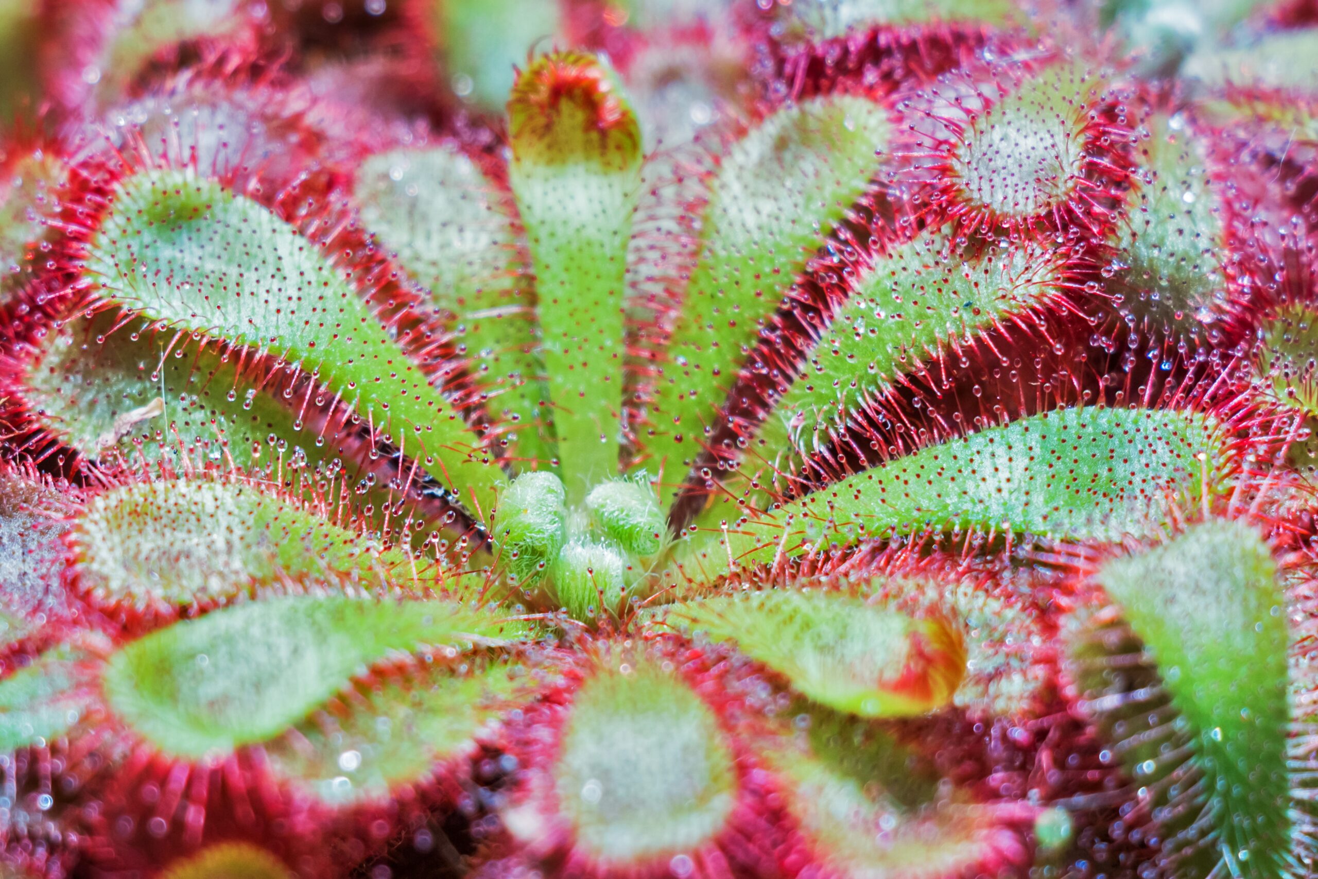 Cape Sundew with sticky red tentacles